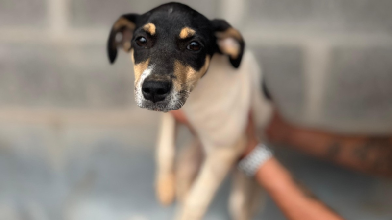 Prefeitura de Teresina pede que Justiça suspenda parte de lei estadual para abrigo de animais