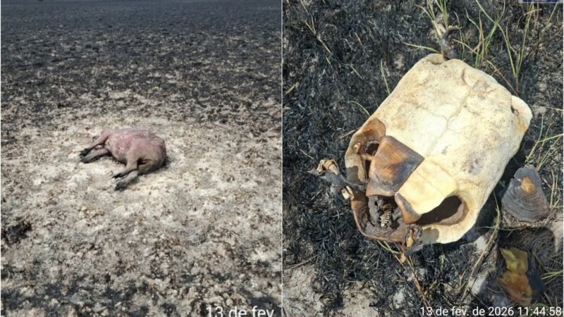 Incêndio em lavrado mata capivaras e jabutis no Norte de Roraima