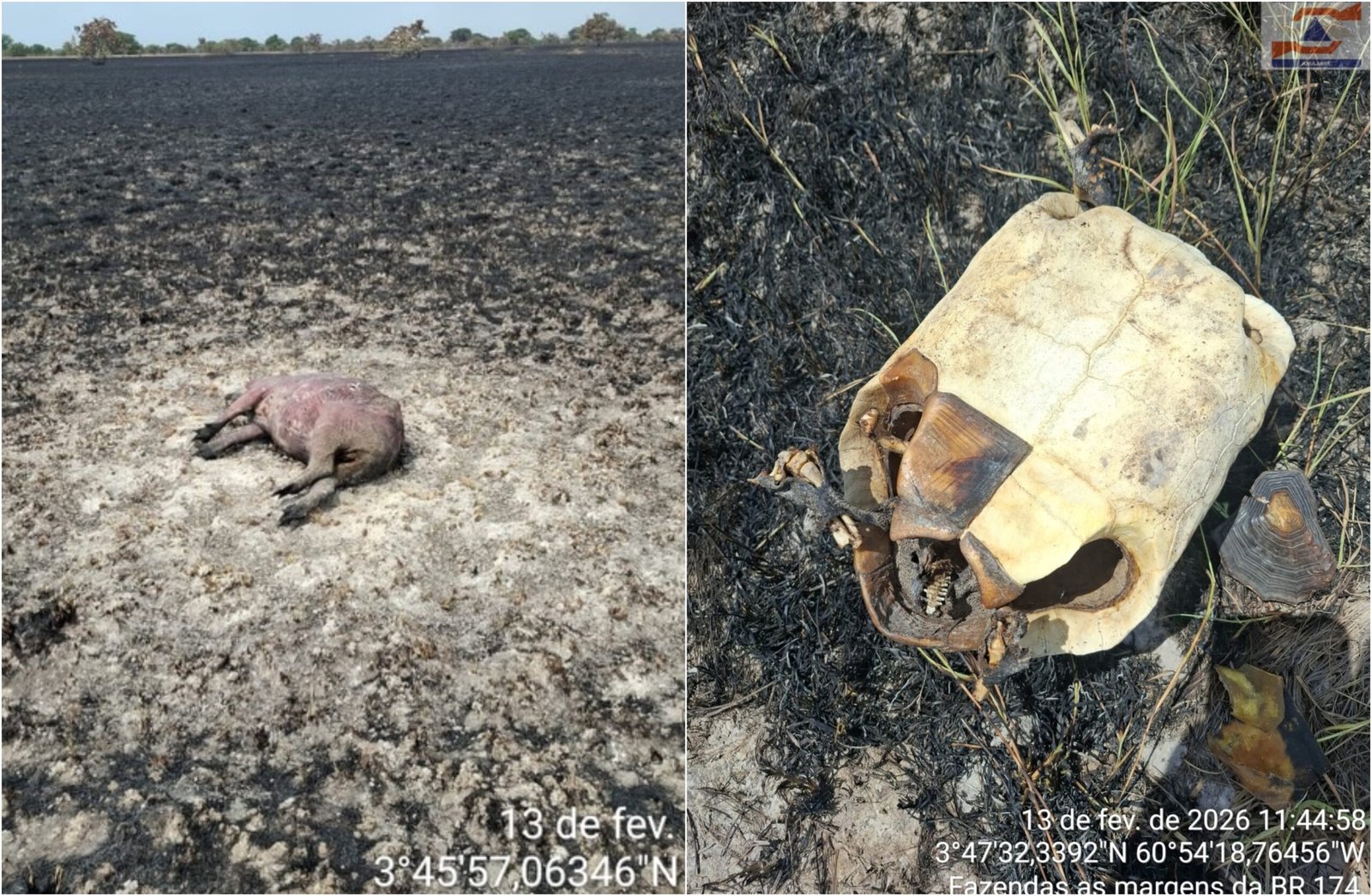 Incêndio em lavrado mata capivaras e jabutis no Norte de Roraima