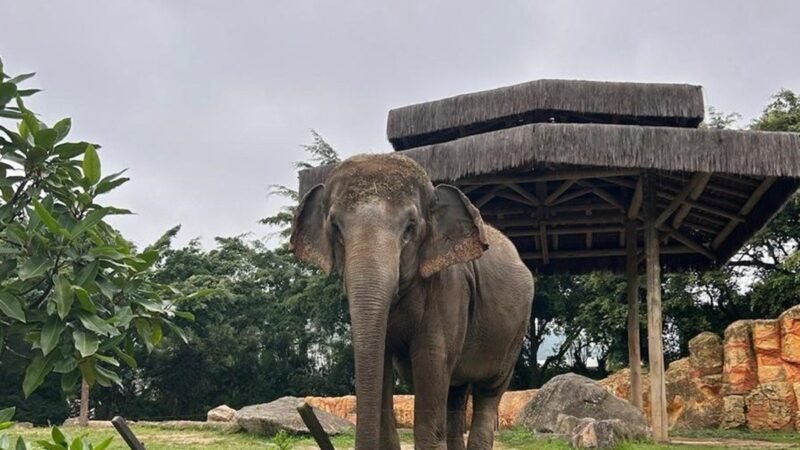 Disputa envolvendo transferência de elefanta do antigo zoológico do Beto Carrero World tem novo capítulo; entenda