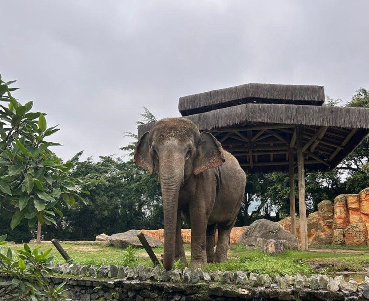 Disputa envolvendo transferência de elefanta do antigo zoológico do Beto Carrero World tem novo capítulo; entenda