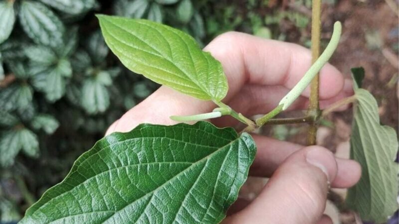 Pimenta-de-macaco: planta do quintal da avó pode ajudar na saúde feminina; entenda