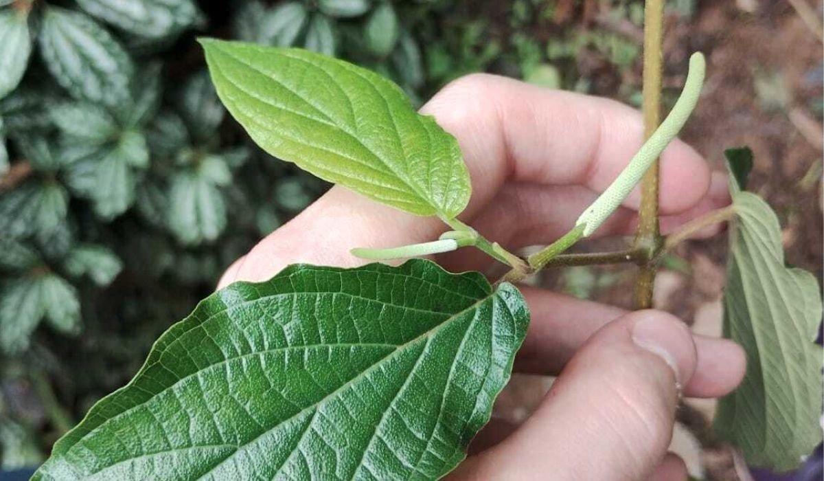 Pimenta-de-macaco: planta do quintal da avó pode ajudar na saúde feminina; entenda