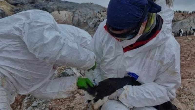 Brasileira encara Antártica para estudar genética de aves e monitorar gripe aviária