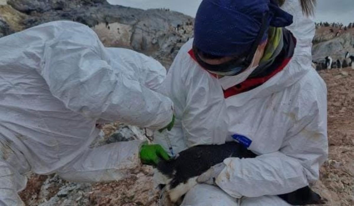 Brasileira encara Antártica para estudar genética de aves e monitorar gripe aviária