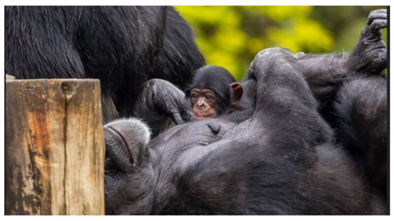 Zoo de SP tem novo morador: um bebê chimpanzé; público pode escolher nome; ‘Orelha’ e ‘Pepino’ estão entre sugestões