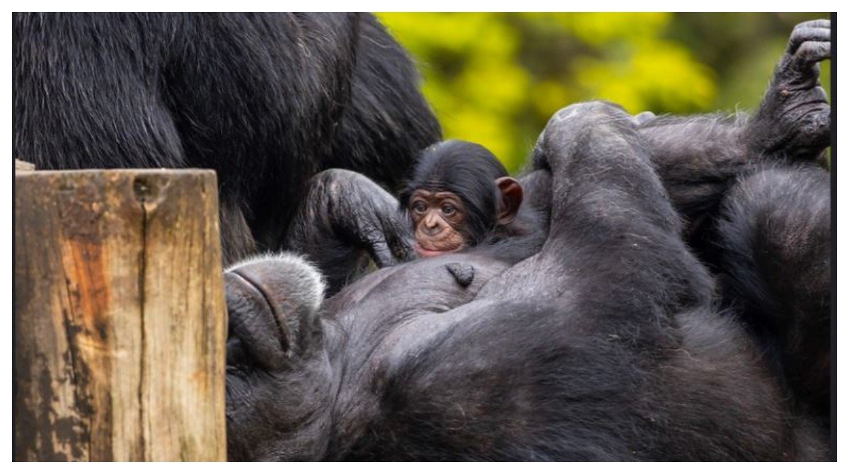 Zoo de SP tem novo morador: um bebê chimpanzé; público pode escolher nome; ‘Orelha’ e ‘Pepino’ estão entre sugestões
