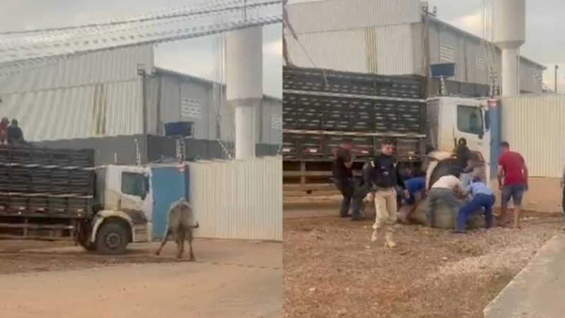 VÍDEO: Boi foge de caminhão, invade BR-364 e morre após ser capturado em Porto Velho