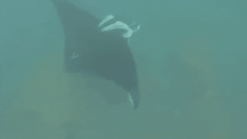 VÍDEO: maior espécie de arraia do mundo é vista em ilha intocada de SC durante mergulho; animal pode chegar a 7 metros e pesar 1,8 tonelada