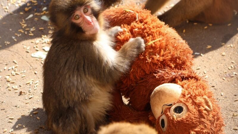 Macaco bebê japonês viraliza após ganhar ‘amigo’ de pelúcia