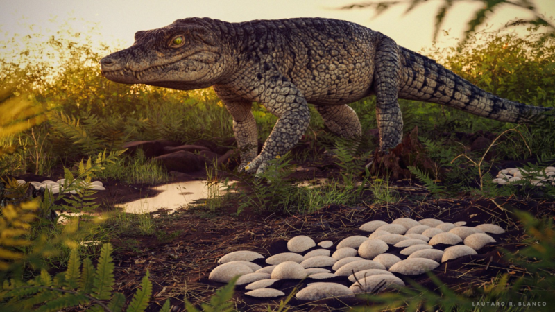 Interior de SP foi ‘berçário’ de crocodilomorfos entre 90 e 70 milhões de anos atrás, aponta estudo