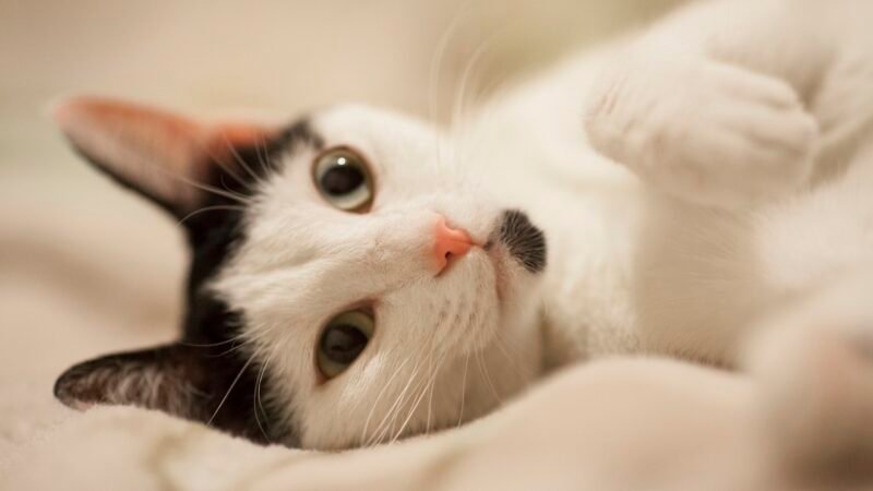 Novo genoma do câncer felino pode beneficiar humanos