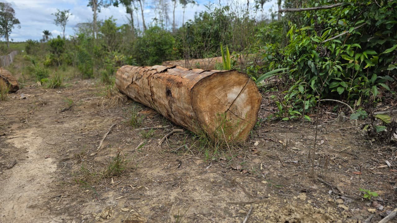 Caracaraí, no Sul de RR, é o município que mais desmatou na Amazônia no último semestre