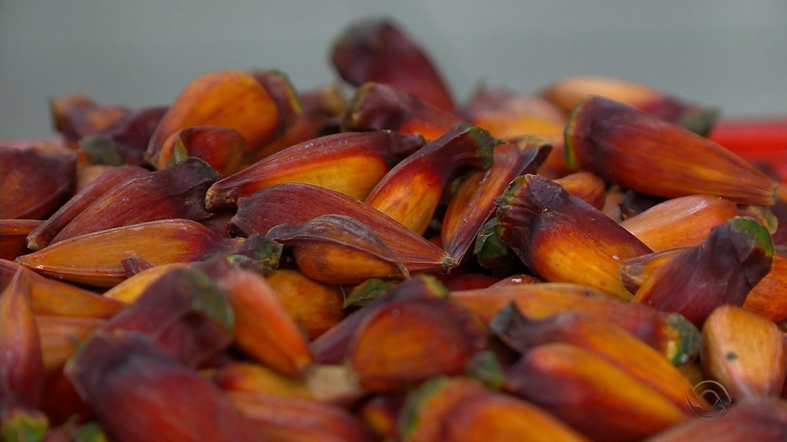 Entenda por que é proibido por lei colher pinhão até esta terça-feira no RS (e por que safra deve ter queda de até 60%)