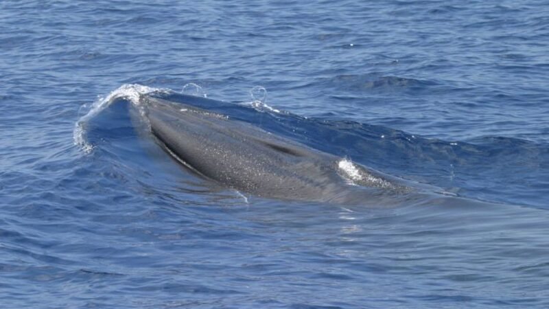 O que se sabe sobre a baleia-de-Rice, espécie rara ameaçada por planos de expansão de petróleo nos EUA