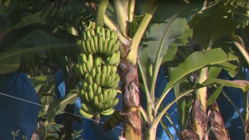 ‘Clarinha’: a nova variedade de banana que surgiu por acaso em SC e pode ajudar produtores na baixa temporada