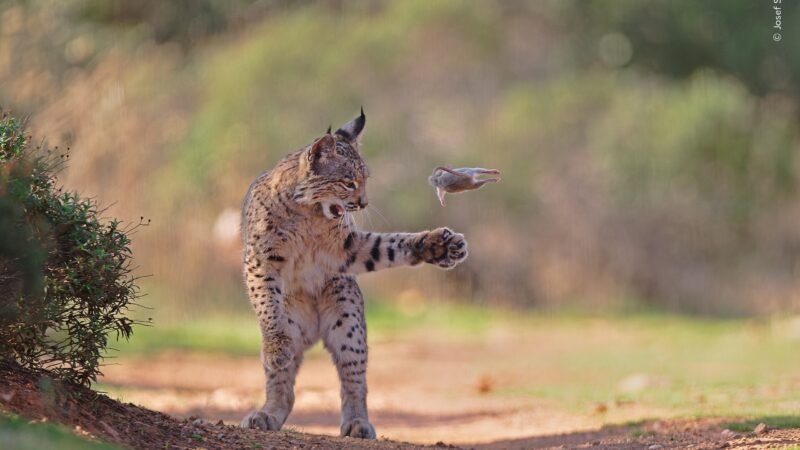 Foto de lince ‘malabarista’ arremessando presa vence prêmio de fotografia de natureza; veja o top 5