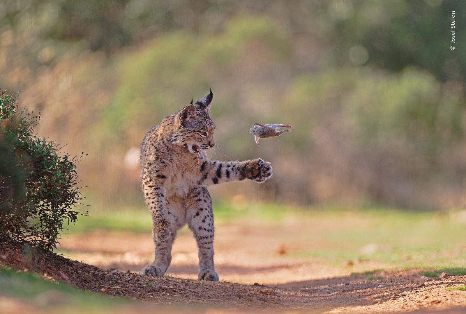 Foto de lince ‘malabarista’ arremessando presa vence prêmio de fotografia de natureza; veja o top 5