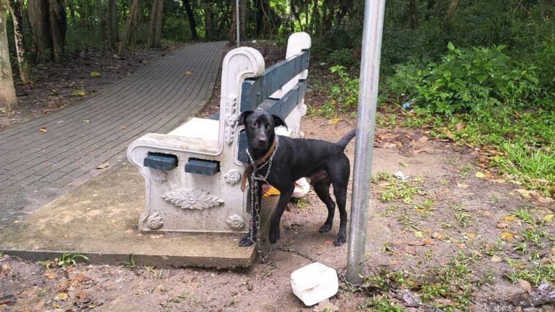 VÍDEO: cachorro é abandonado acorrentado em praça no interior de São Paulo