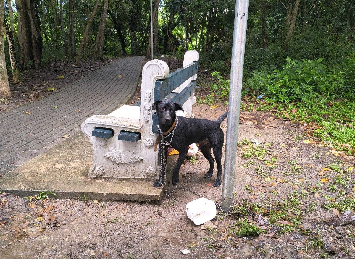 VÍDEO: cachorro é abandonado acorrentado em praça no interior de São Paulo