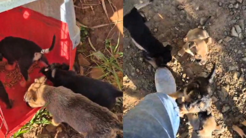 VÍDEO: seis filhotes de cachorro abandonados em estrada são resgatados no interior de SP