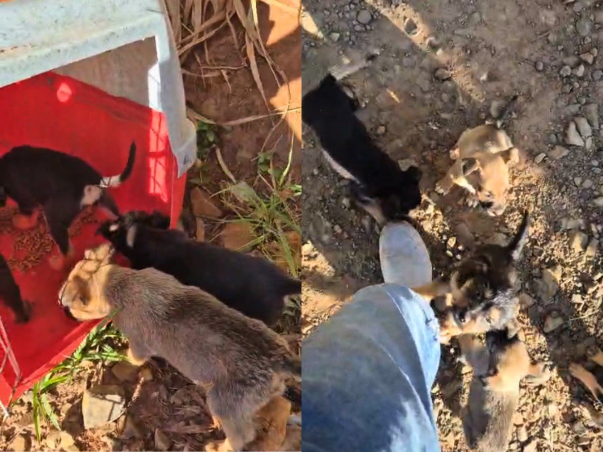 VÍDEO: seis filhotes de cachorro abandonados em estrada são resgatados no interior de SP