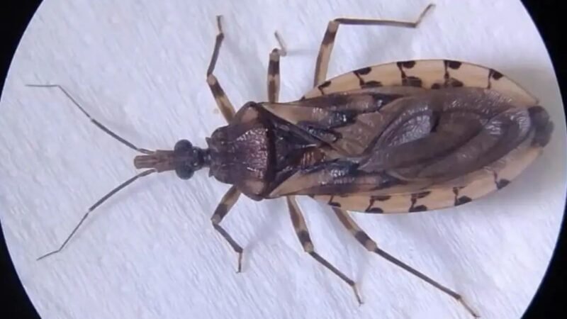 Barbeiros são encontrados em 21 cidades de MS; estado não registra casos de Chagas em humanos
