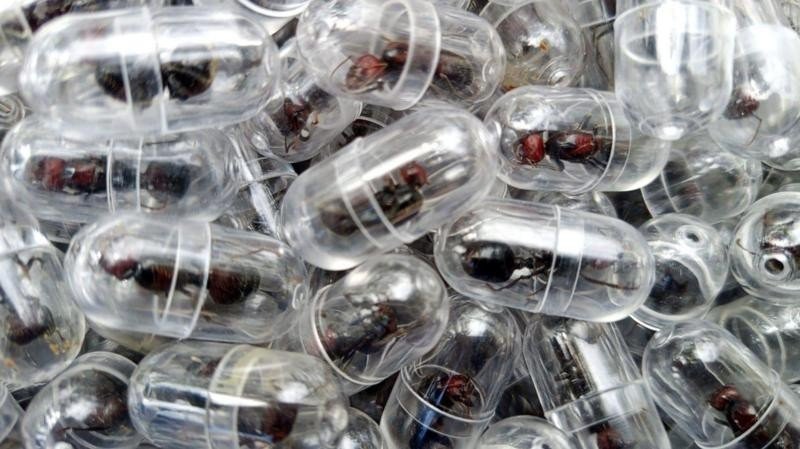 Uma formiga por mais de R$ 1 mil: a nova fronteira do tráfico de vida selvagem