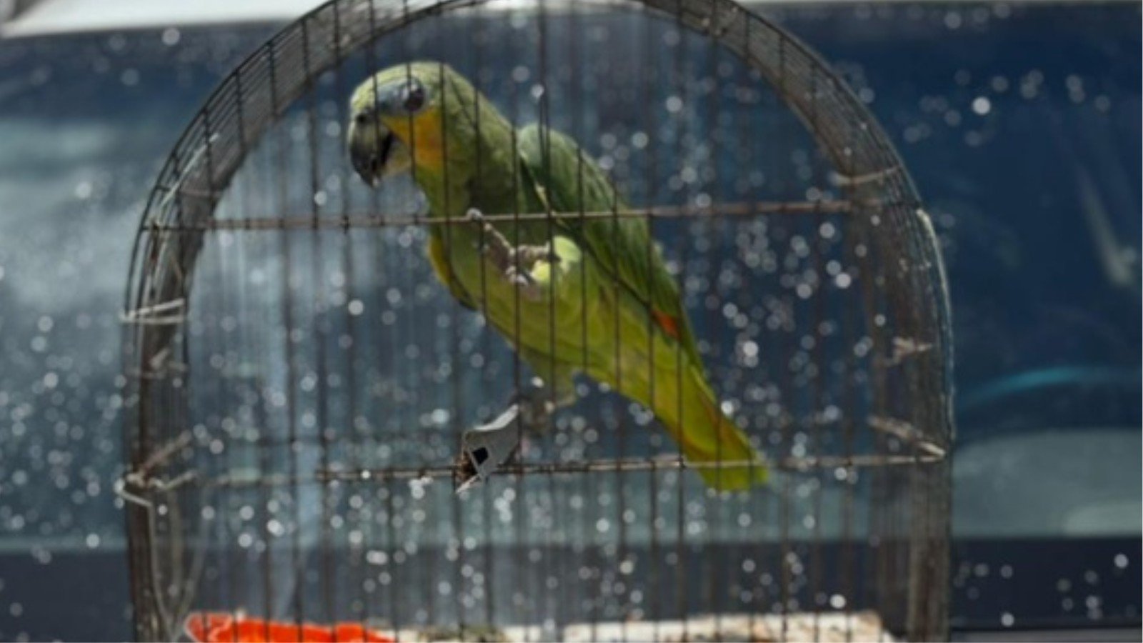Papagaio-do-mangue é resgatado em rodovia no litoral do Piauí; animal será avaliado