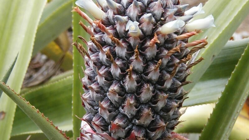 Um abacaxi pode ter até 200 frutas fundidas; veja como isso acontece