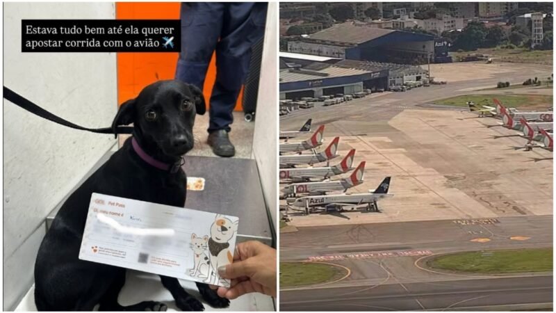 Cachorra foge de caixa de transporte, corre na pista, e voos no Aeroporto de Congonhas ficam suspensos por 9 minutos