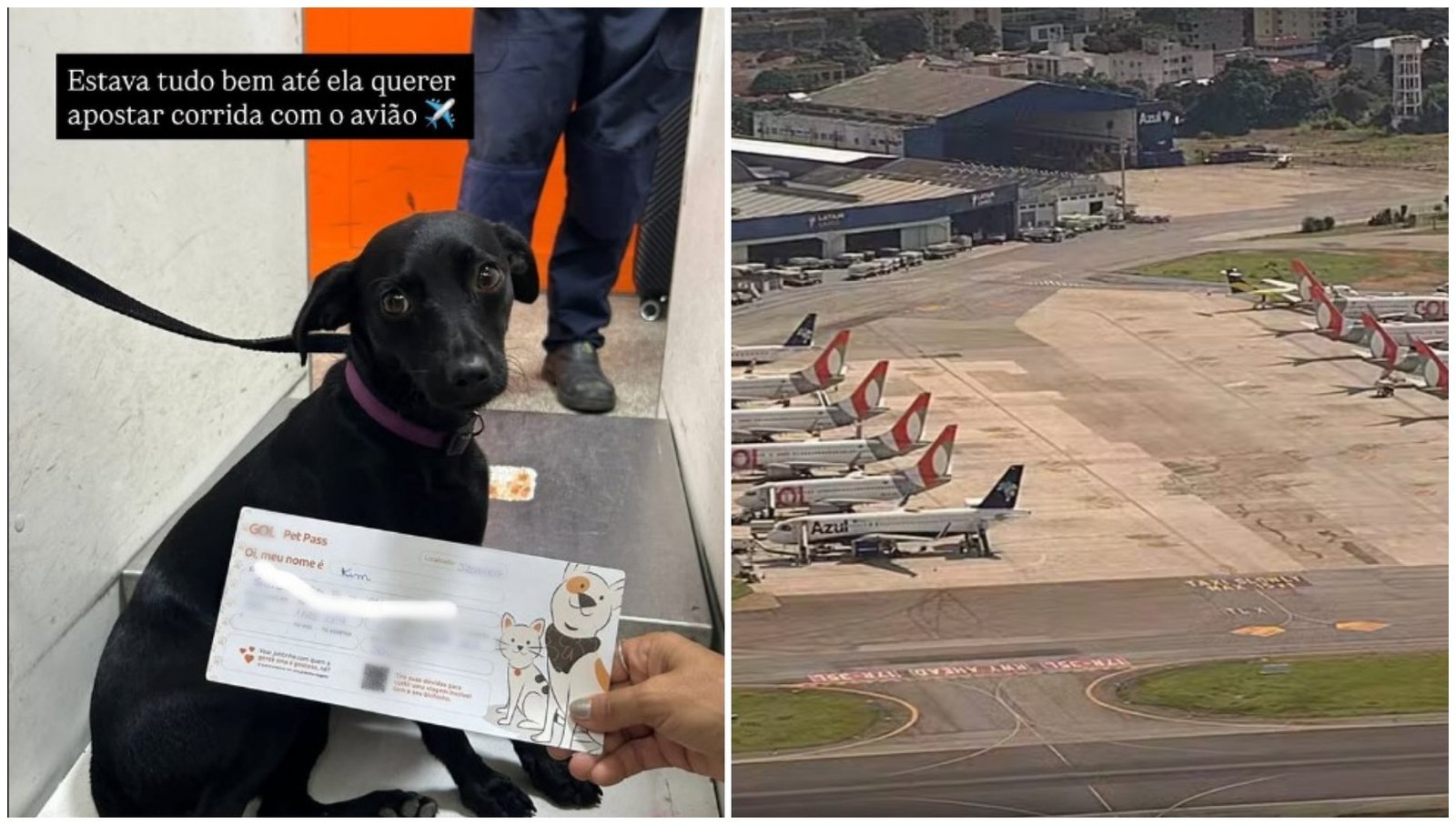 Cachorra foge de caixa de transporte, corre na pista, e voos no Aeroporto de Congonhas ficam suspensos por 9 minutos