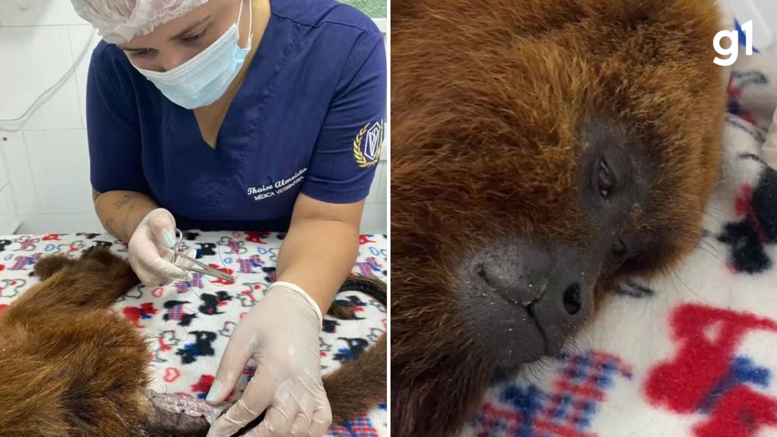 Entenda como veterinários estão usando pele de tilápia para tratar macacos feridos no RS