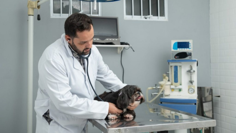 Mutirões de castração gratuita percorrem 12 cidades do Oeste Paulista em abril; veja o cronograma