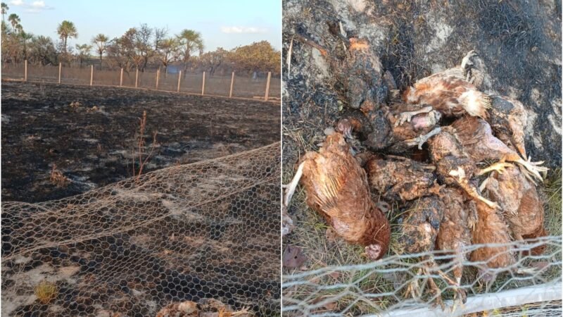Incêndio mata 80 galinhas em meio a queimadas em Boa Vista: ‘Não contive minhas lágrimas’
