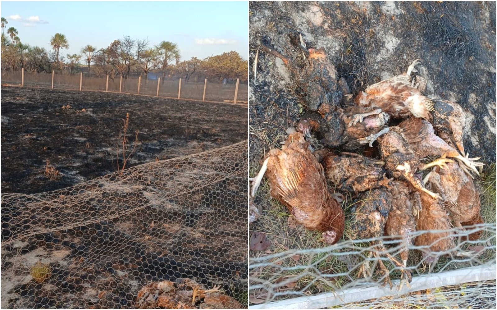 Incêndio mata 80 galinhas em meio a queimadas em Boa Vista: ‘Não contive minhas lágrimas’