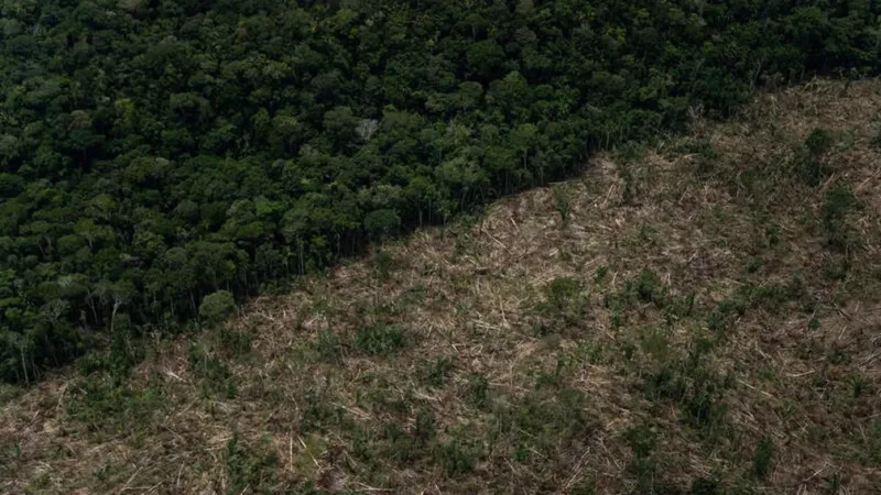 Amazonas apresenta recuo no desmatamento, mas segue como segundo estado que mais desmata na Amazônia