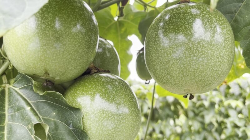 Veja como combater as principais pragas e doenças do maracujá