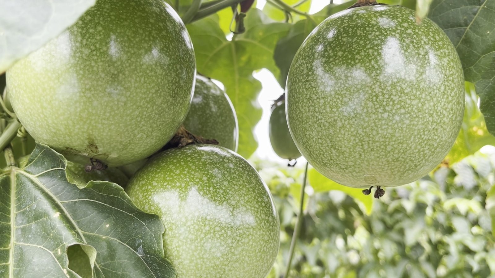 Veja como combater as principais pragas e doenças do maracujá