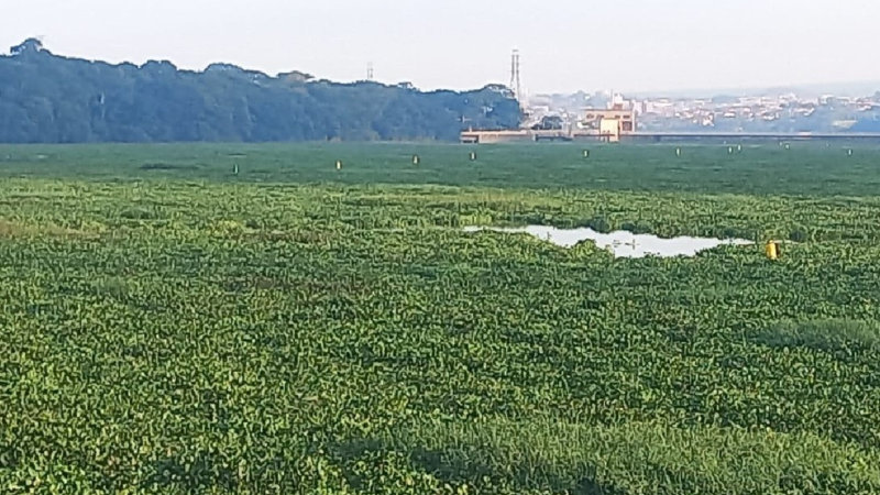 VÍDEO: Rio Tietê é tomado por aguapés e vira ‘tapete verde’ no interior de SP