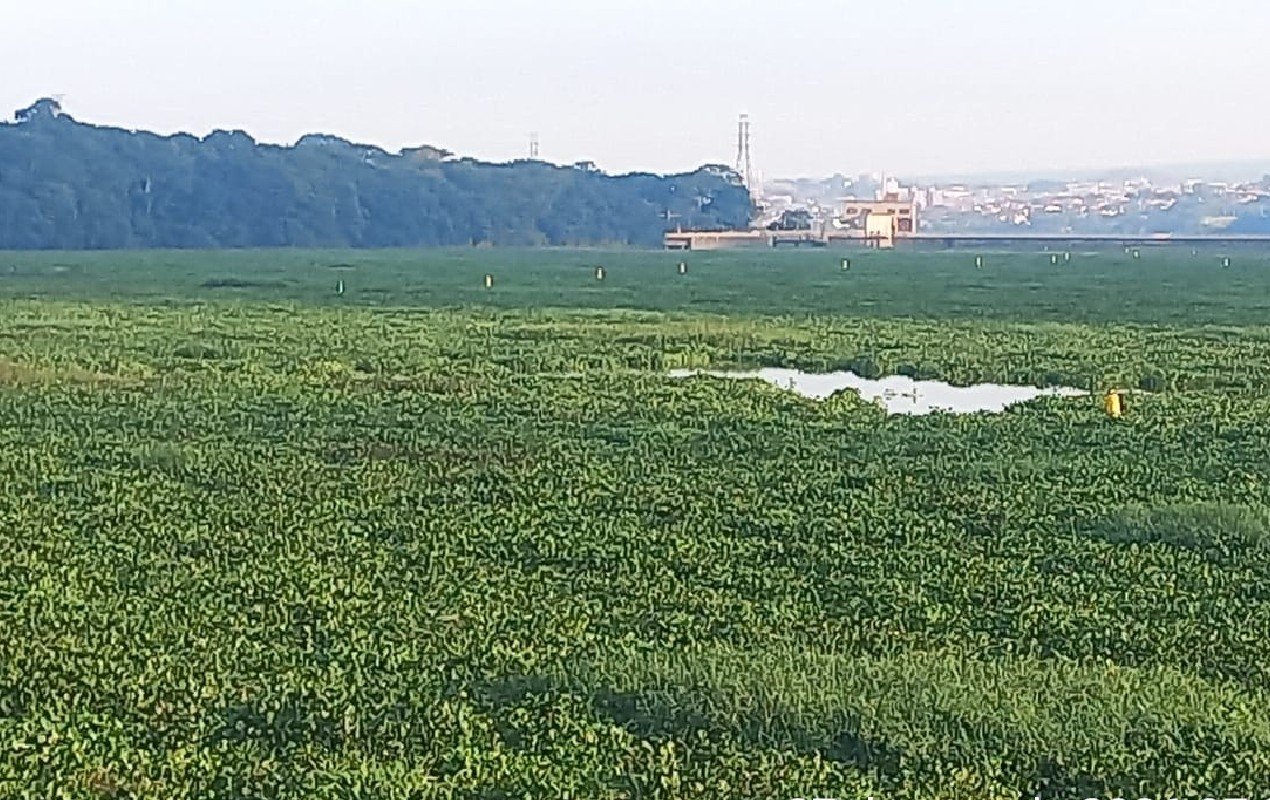 VÍDEO: Rio Tietê é tomado por aguapés e vira ‘tapete verde’ no interior de SP