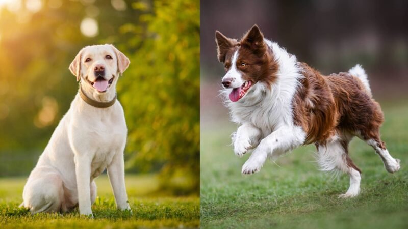 Cães aprendem nomes de objetos ao ouvir conversas entre humanos, indica estudo