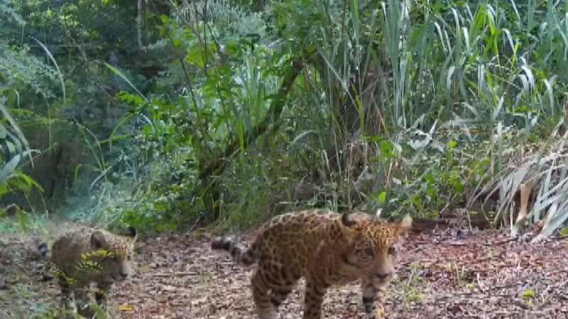 Parque das Cataratas do Iguaçu registra recorde de filhotes de onça-pintada; pesquisadores alertam que nem todos devem sobreviver
