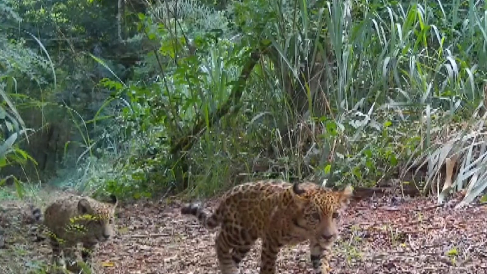 Parque das Cataratas do Iguaçu registra recorde de filhotes de onça-pintada; pesquisadores alertam que nem todos devem sobreviver