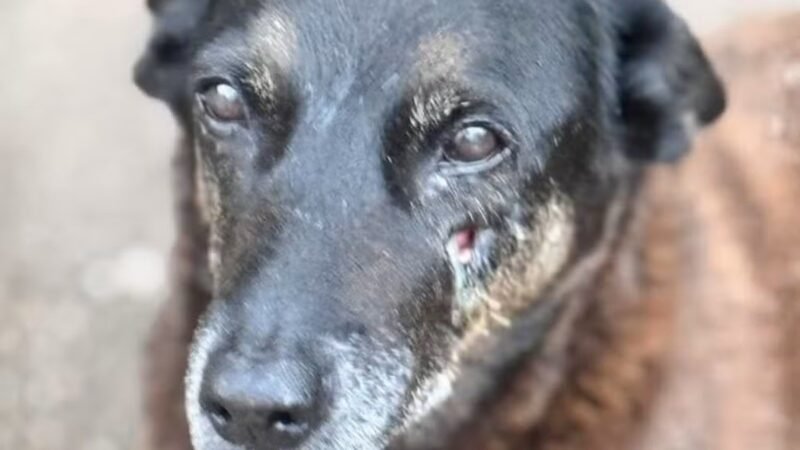 Cão Orelha: laudo após exumação aponta que animal tinha doença degenerativa crônica e infecção óssea