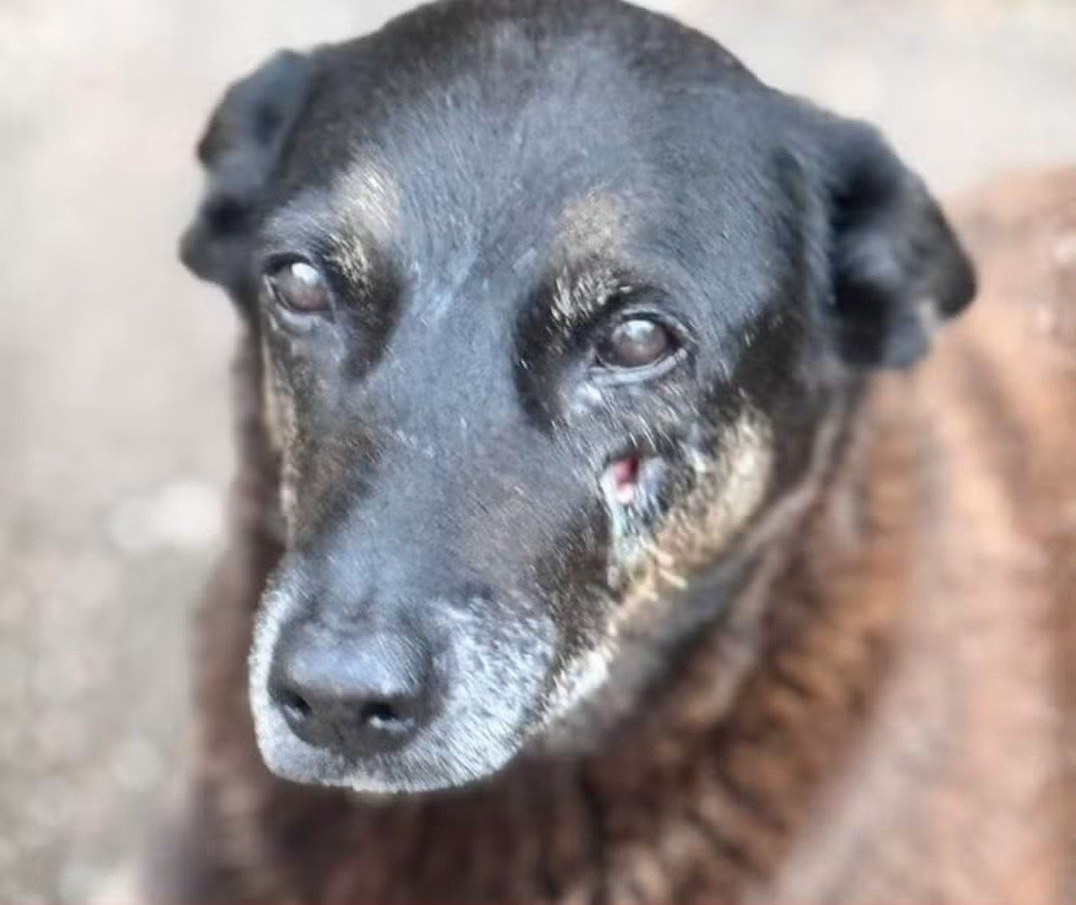 Cão Orelha: laudo após exumação aponta que animal tinha doença degenerativa crônica e infecção óssea