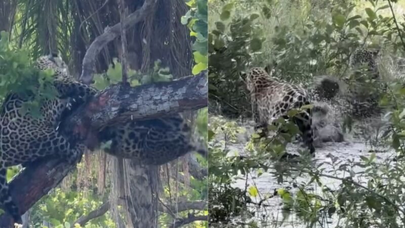 Disputa por alimento provoca briga entre onças-pintadas no Pantanal de MS