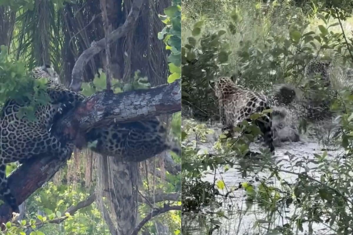 Disputa por alimento provoca briga entre onças-pintadas no Pantanal de MS