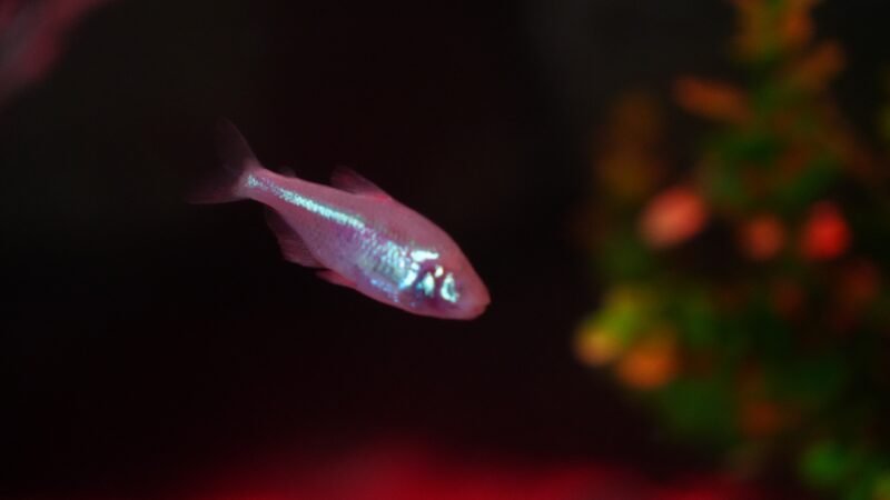 O peixe das cavernas que perde os olhos no início da vida e que pode ser visto em Balneário Camboriú
