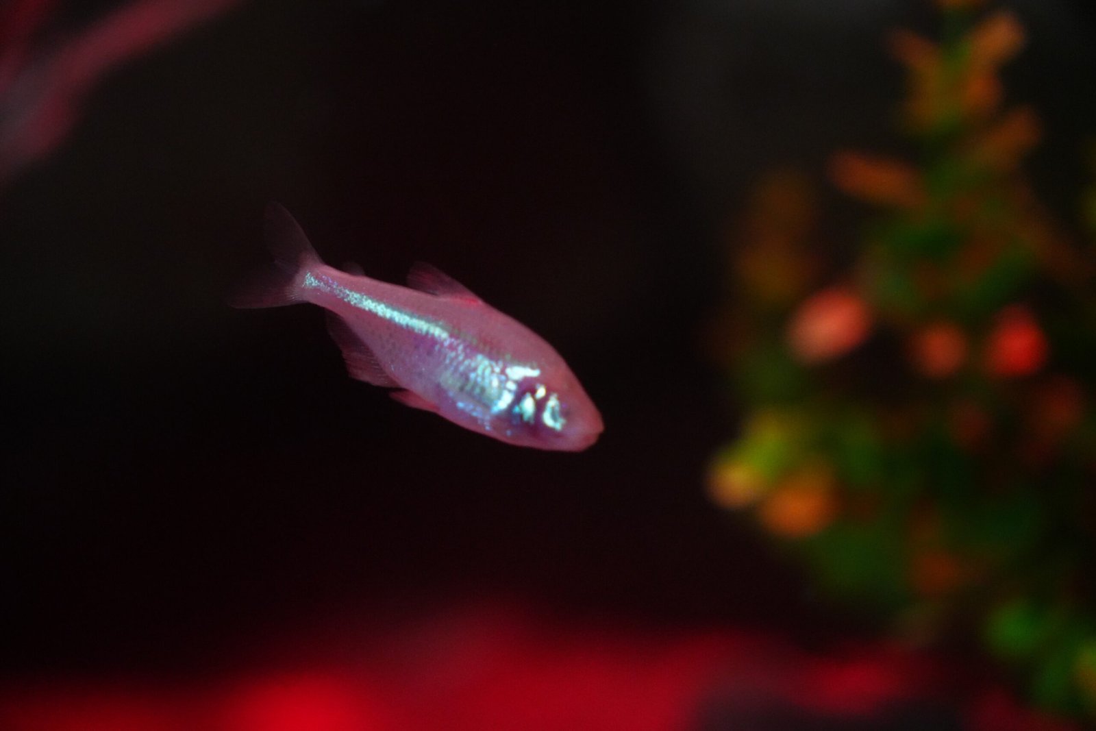 O peixe das cavernas que perde os olhos no início da vida e que pode ser visto em Balneário Camboriú